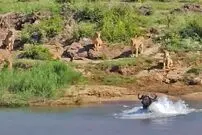 (ویدئو) بوفالوی پیر در برابر 10 شیر جوان؛ در طبیعت هم دود از کنده بلند می شود!