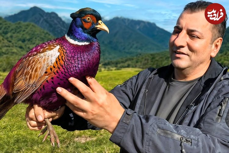 ببینید؛ غذای روستایی در آذربایجان؛ پخت یک غذای اعیانی با قرقاول