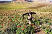 برای دیدن کمیاب‌ترین گل‌ جهان، به این مناطق سفر کنید