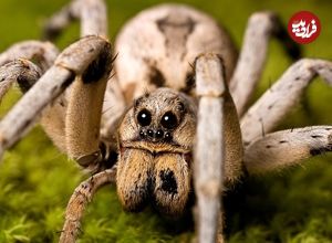 ببینید؛ تصاویری شگفتانگیز از مادری یک عنکبوت