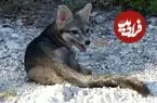 مشاهدۀ یک روباه کمیاب در جزیرۀ جانوران کوتوله