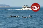 چرا نهنگ‌های قاتل به قایق‌ها حمله می‌کنند؟ روان‌شناس آلمانی نظریه‌ تازه‌ای دارد