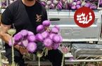 تصاویر؛ خار پیرزن یا گنج گوهر؛ گیاه بومی ایران که با خارمریم اشتباه گرفته‌ می‌شود و کاشت آن درآمد بالایی دارد