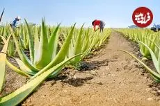 ببینید؛ مراحل کاشت، برداشت و فرآوری میلیون ها آلوئه ورا در مزارع آفریقا