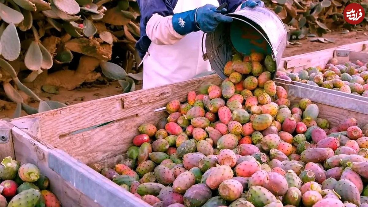 (ویدئو) فرایند کاشت و برداشت گلابی خاردار در مزرعه؛ فرآوری تماشایی کاکتوس و گلابی خاردار در کارخانه