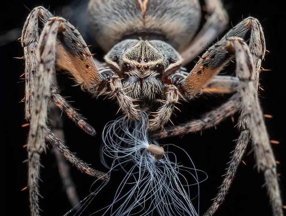 عکس‌های باورنکردنی از حشراتی که در پارک زندگی می‌کنند