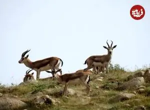 قراویز؛ دشت امید و بهشت امن آهوان ایرانی در غرب کرمانشاه