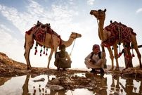 ببینید؛ نجات شترهای سقوط کرده در گودال نفت با جرثقیل