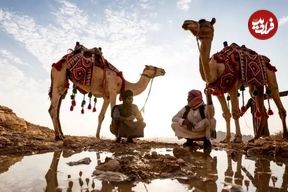 ببینید؛ نجات شترهای سقوط کرده در گودال نفت با جرثقیل