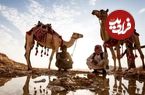 ببینید؛ نجات شترهای سقوط کرده در گودال نفت با جرثقیل
