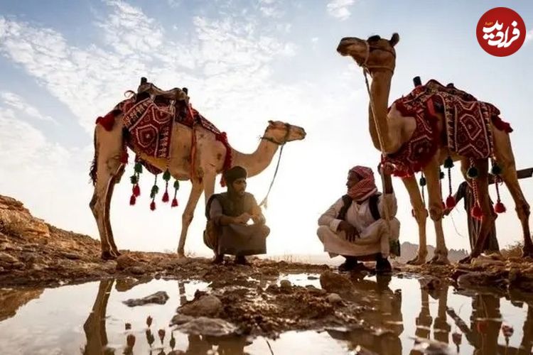 ببینید؛ نجات شترهای سقوط کرده در گودال نفت با جرثقیل
