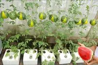 ببینید؛ یک ایده جالب برای کاشت، پرورش و برداشت هندوانه در خانه