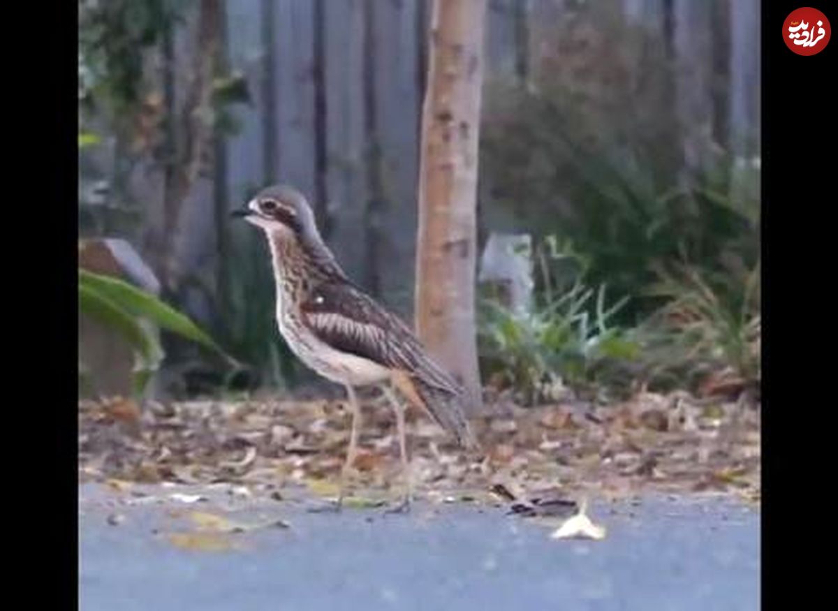 (ویدیو) محافظت دیدنی پرنده مادر از جوجه‌اش 