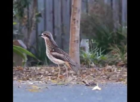 (ویدیو) محافظت دیدنی پرنده مادر از جوجه‌اش 