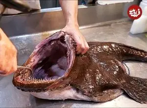 ببینید| غذای خیابانی در ژاپن؛ تهیه ساشیمی با راهب ماهی در توکیو