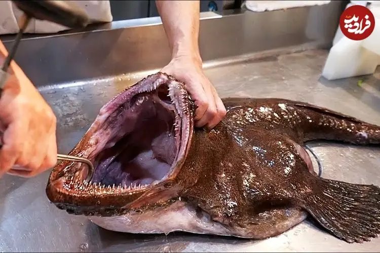 ببینید| غذای خیابانی در ژاپن؛ تهیه ساشیمی با راهب ماهی در توکیو