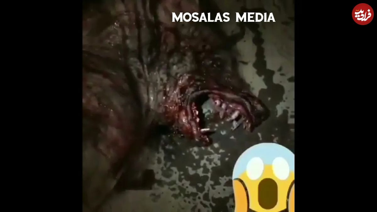 (ویدئو) ادعای ترسناک یک شهروند افغانستانی درباره کشف انسان گرگ نما!