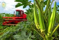 ببینید| مراحل دیدنی کاشت، برداشت و فرآوری بامیه در چین