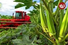 ببینید| مراحل دیدنی کاشت، برداشت و فرآوری بامیه در چین