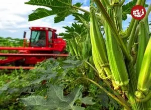 ببینید| مراحل دیدنی کاشت، برداشت و فرآوری بامیه در چین