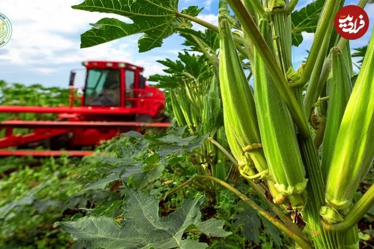 ببینید| مراحل دیدنی کاشت، برداشت و فرآوری بامیه در چین