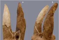 (عکس) کشف عجیبی که مهارت مصریان باستان در تغییرشکل شاخ احشام را آشکار می‌کند
