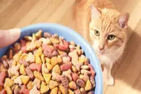 خرید غذای خشک گربه از بهترین برندها در پت شاپ اورنگ پت