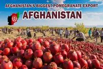 (ویدئو) فرآیند دیدنی برداشت انارهای صادراتی در باغ های افغانستان را ببینید