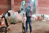 (ویدئو) غول پیکرترین بز جهان با قد 168 سانتی متر!