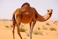 ببینید؛ عجیب اما واقعی؛ پرایدسواری یک شتر در رامسر!