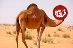 ببینید؛ عجیب اما واقعی؛ پرایدسواری یک شتر در رامسر!