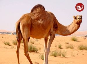 ببینید؛ عجیب اما واقعی؛ پرایدسواری یک شتر در رامسر!