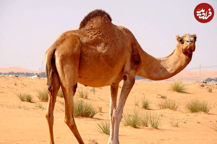 ببینید؛ عجیب اما واقعی؛ پرایدسواری یک شتر در رامسر!