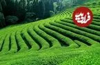عکس| سفر زمان؛ زنان در حال کار در یک مزرعه چای در گیلان؛ 80 سال قبل