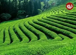 عکس| سفر زمان؛ زنان در حال کار در یک مزرعه چای در گیلان؛ 80 سال قبل