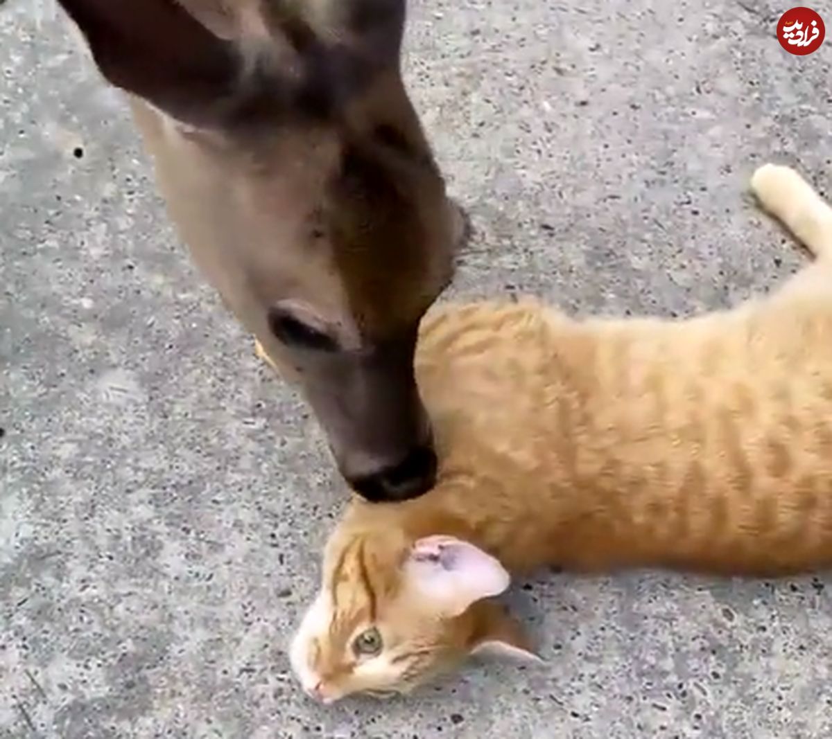 (ویدیو) ویدیویی عجیب از نوازش‌های یک گربه توسط بچه آهو