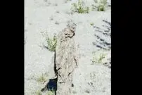 ( ویدیو) استتار حیرت‌انگیز یک سرباز که شوکه‌تان می‌کند