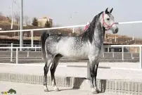 (تصاویر) اسب «دره‌شوری»؛ اسبی شیرازی که دنیا نگران منقرض شدن آن است!
