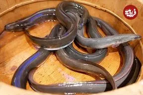 ببینید| غذای خیابانی در ژاپن؛ برش و کباب کردن مارماهی در توکیو