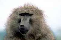 ببینید؛ اعتماد به نفس مرگبار بابون در برابر شیرها