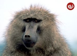 ببینید؛ اعتماد به نفس مرگبار بابون در برابر شیرها