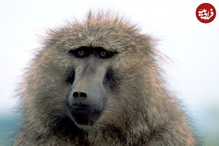 ببینید؛ اعتماد به نفس مرگبار بابون در برابر شیرها