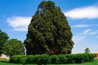 قدیمی‌ترین درختان ایران چند ساله هستند و در کجا قرار دارند؟