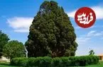 قدیمی‌ترین درختان ایران چند ساله هستند و در کجا قرار دارند؟