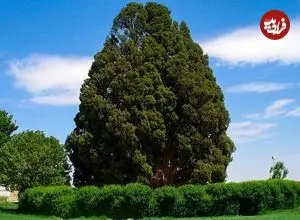 قدیمی‌ترین درختان ایران چند ساله هستند و در کجا قرار دارند؟