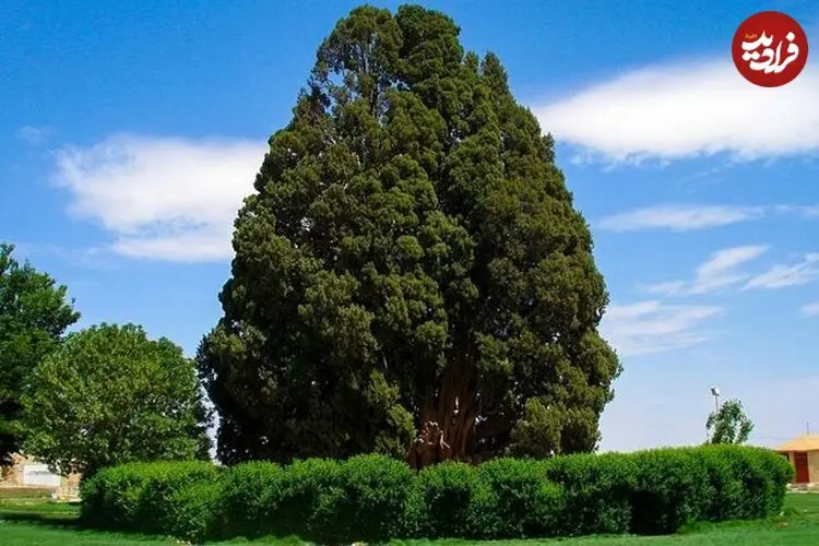 قدیمی‌ترین درختان ایران چند ساله هستند و در کجا قرار دارند؟