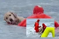 ببینید| نجات یک سگ سقوط کرده در رودخانه یخ‌زده