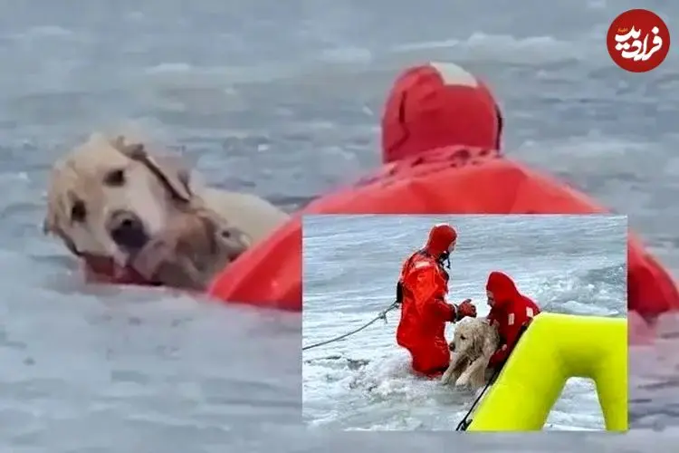ببینید| نجات یک سگ سقوط کرده در رودخانه یخ‌زده