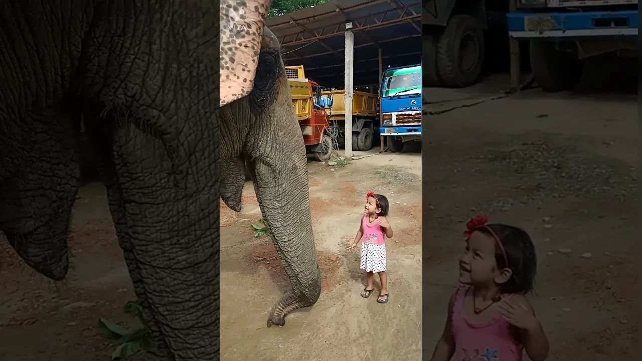 (ویدئو) دوستی باورنکردنی یک دختربچه سه ساله با یک فیل عظیم الجثه