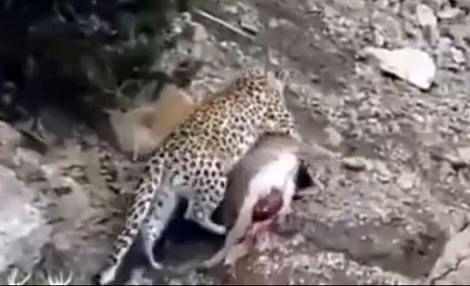 (ویدیو) شکار قوچ وحشی توسط پلنگ ایرانی